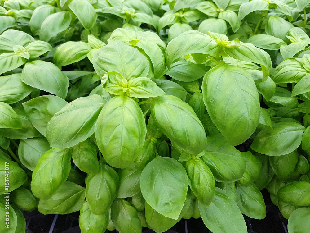 Basilikum, Ocimum, basilicum, Heilpflanze, Kraeuter Basilikum, Ocimum, basilicum, Heilpflanze, Kraeuter