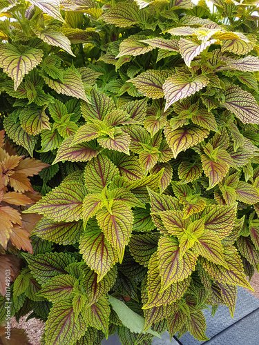 Buntnessel, scutellarioides, Coleus, blumei photo