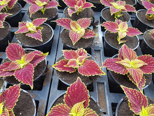 Buntnessel, scutellarioides, Coleus, blumei photo