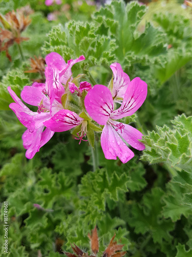 Rosengeranie, Pelargonium, graveolens, Lady Plymouth, Duftgeranie