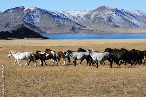 Fotografi Beautiful free horses dash in the wilderness mountains of snowy mongolia during