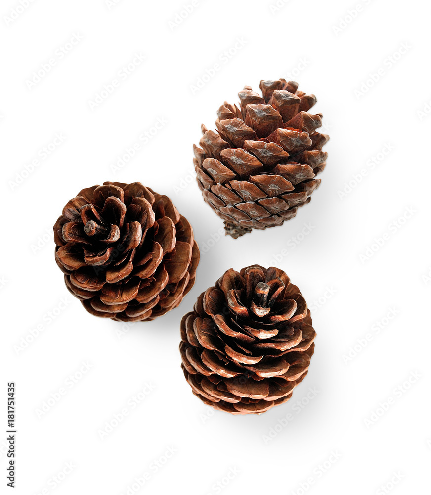 set of various pine christmas cone trees isolated on white background, With a carved path, a clipping mask set of various pine christmas cone trees isolated on white background, With a carved path, a clipping mask