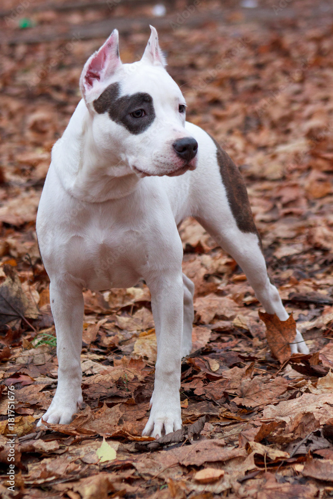 American staffordshire terrier puppy.