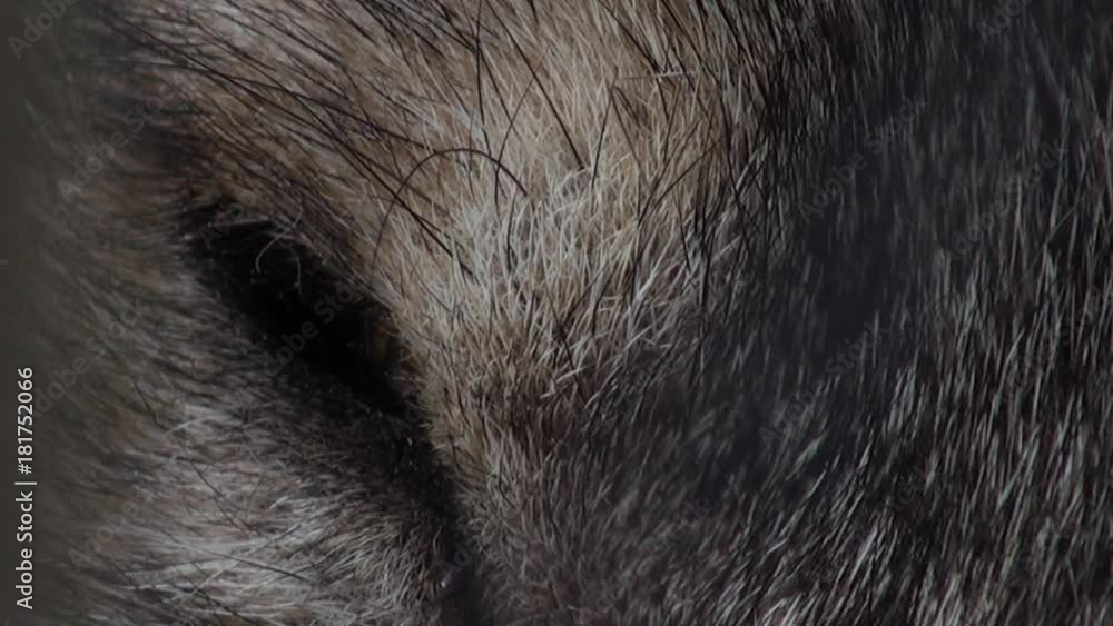Wolf head with green eye, artificial colored Wolf head with green eye, artificial colored