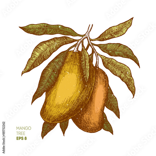 Mango tree vintage illustration. Botanical mango fruit illustration. Engraved mango. Vector illustration