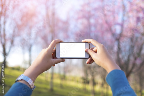 image of female's hand holding a white smartl phone with blank white screen try take photo of nature view of cherry blossom trees on background photo