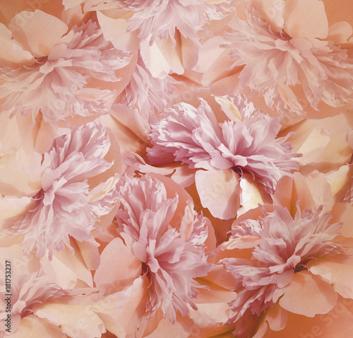 Floral red-pink background. Bouquet of flowers of peonies. Pink-white petals of the peony flower. Close-up. Nature.