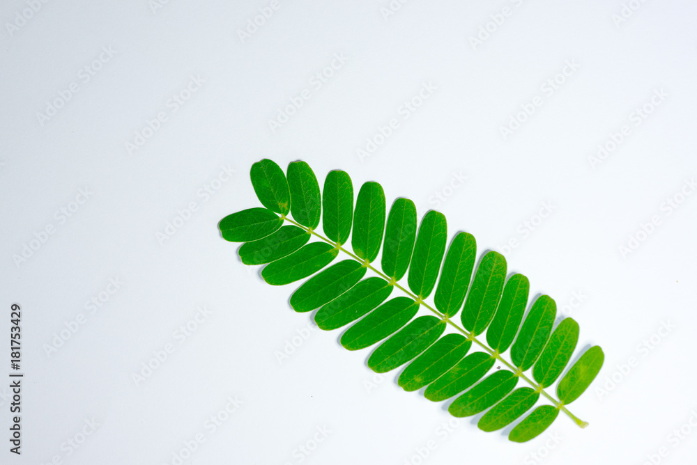 leaves green on white background leaves green on white background