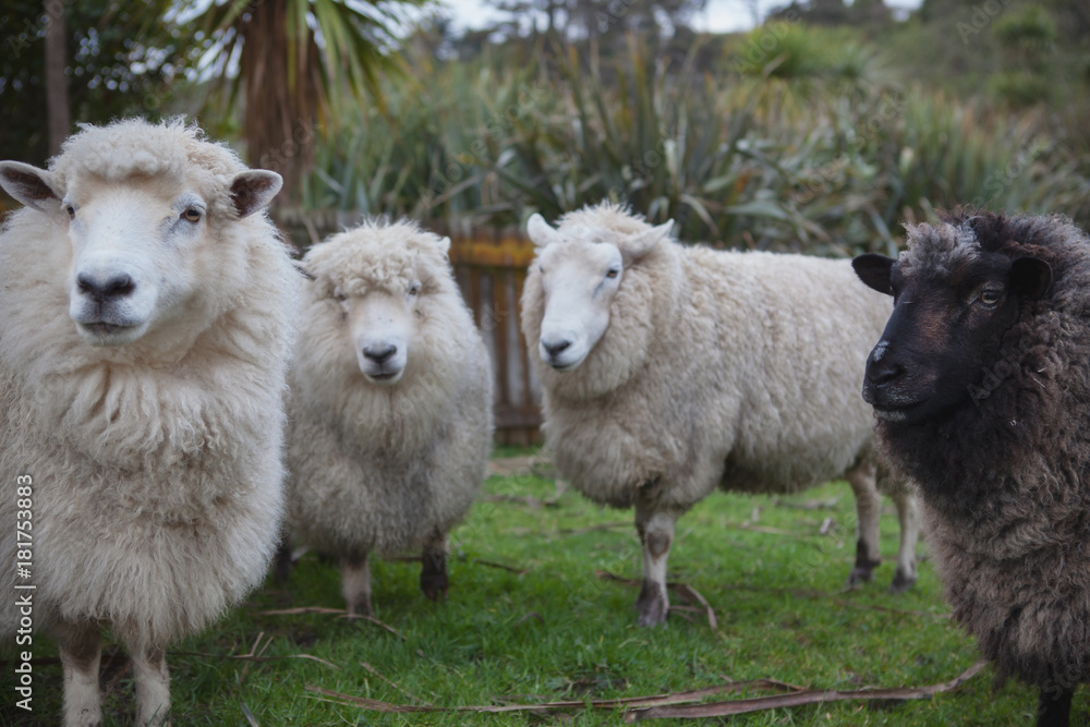 Obraz premium close up face of new zealand merino sheep in farm