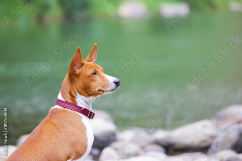 Fototapeta Naklejka Na Ścianę i Meble -  Basenji dog on the river. Purebred gorgeous dog.