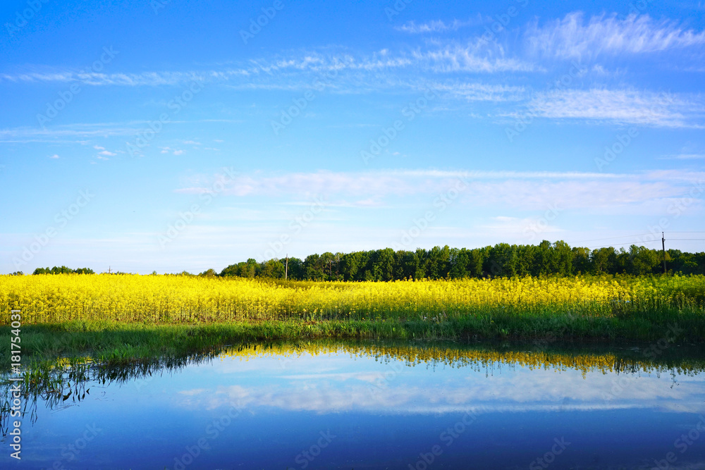 Fototapeta premium A beautiful yellow rape field against the blue sky with clouds is reflected in the lake water. A bright artistic image. Rapeseed field with background for text.