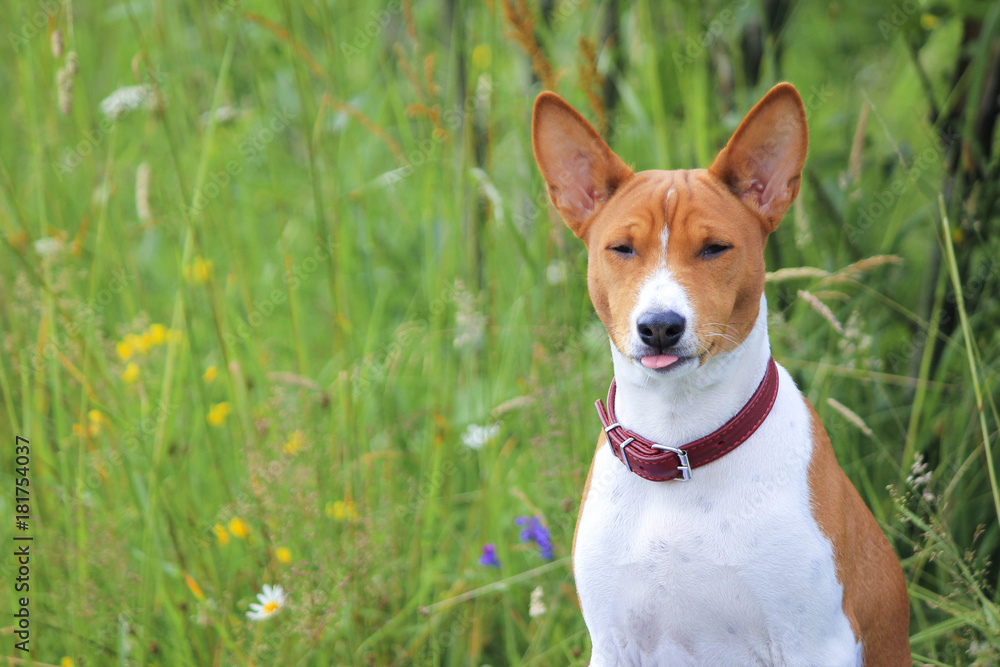 Basenji dog in the park. Purebred gorgeous dog. Basenji dog in the park. Purebred gorgeous dog.