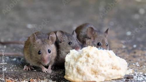 Mice feeding on piece of discarded cvake in urban house garden.
