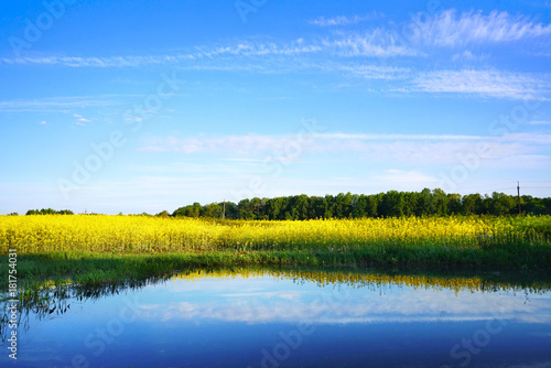 A beautiful yellow rape field against the blue sky with clouds is reflected in the lake water. A bright artistic image. Rapeseed field with background for text.