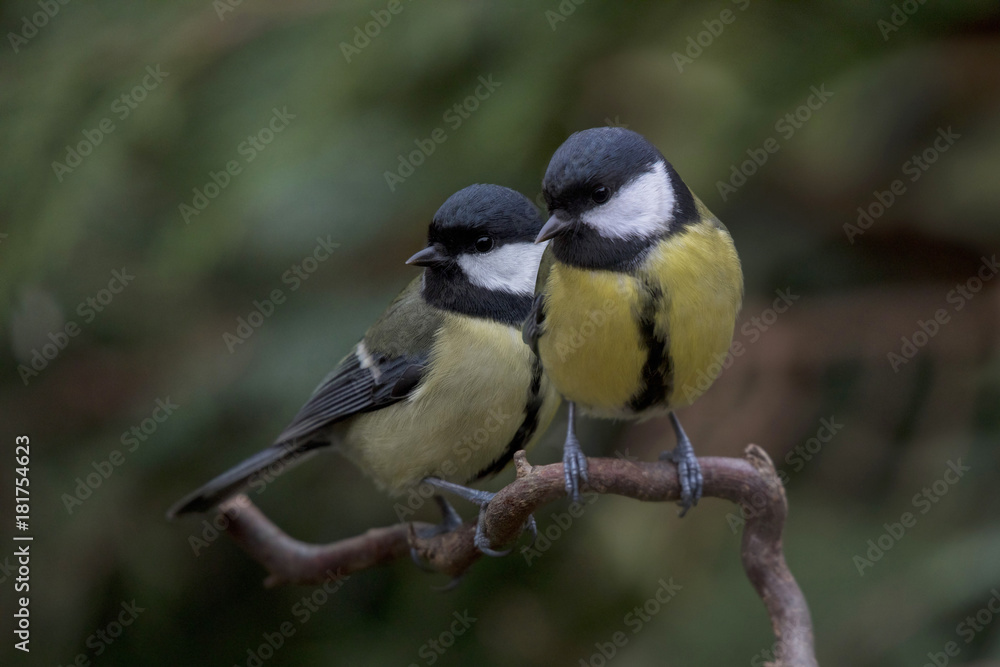 Kohlmeisen Paar, Parus major, sitzt auf einem Ast Kohlmeisen Paar, Parus major, sitzt auf einem Ast