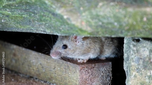 Mice feeding on piece of discarded cvake in urban house garden.