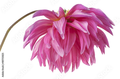 Fototapeta Naklejka Na Ścianę i Meble -  dahlia flower isolated