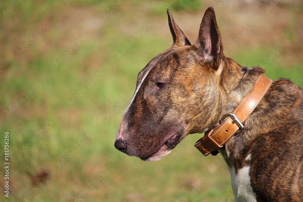 un chien bull terrier très attentif avec un collier en cuir un chien bull terrier très attentif avec un collier en cuir