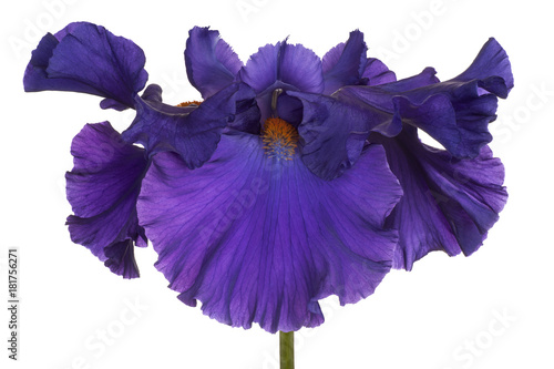 Fototapeta Naklejka Na Ścianę i Meble -  iris flower isolated