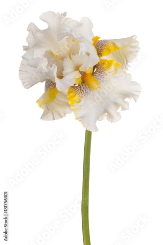 Fototapeta Naklejka Na Ścianę i Meble -  iris flower isolated