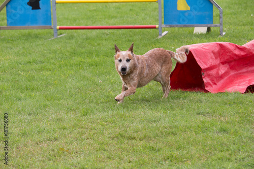 un chien bouvier australien dans un concours canin d'agility passage dans le tunnel photo