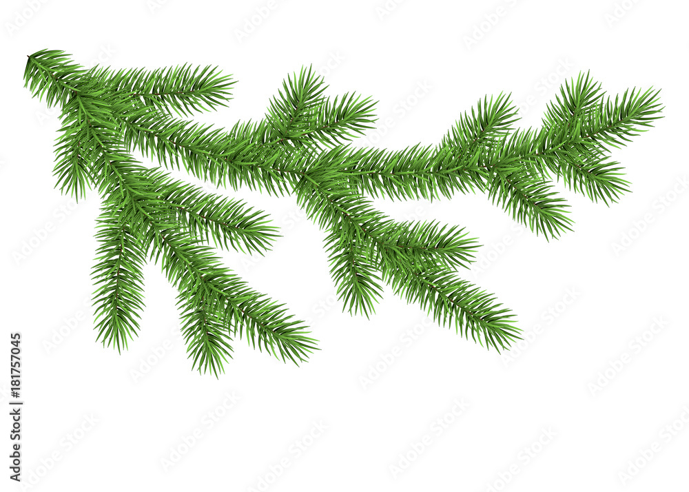 Green spruce branch. Green spruce branch.