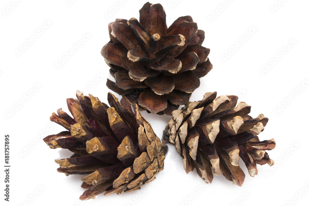 brown pine cone isolated on a white background brown pine cone isolated on a white background