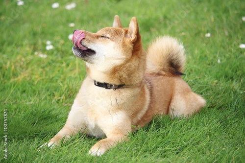 Fotografia le chien shiba est allongé dans l'herbe et regarde en haut et pousse sa langue