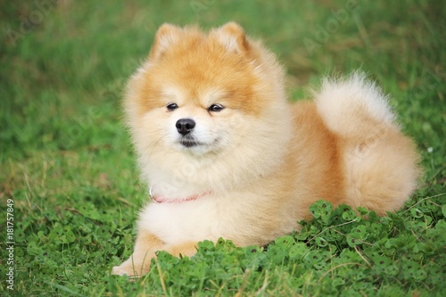 un petit chien spitz nain est couché dans l'herbe et écoute son maître à distance