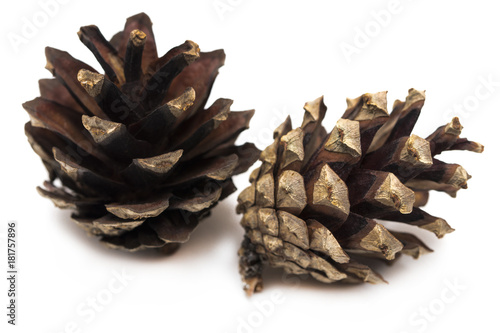 brown pine cone isolated on a white background