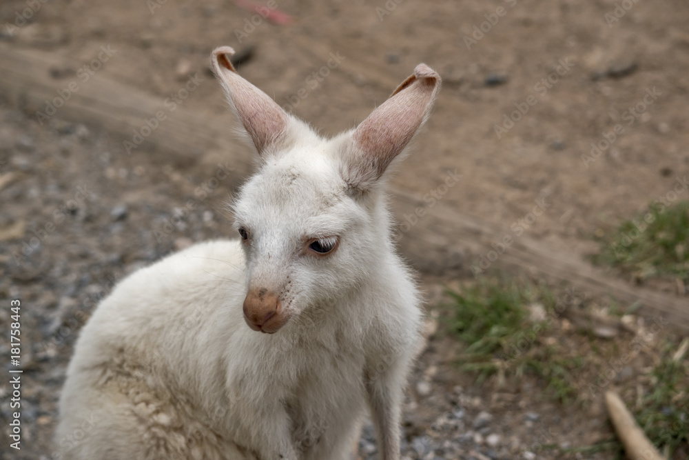 albino wallaby joey albino wallaby joey