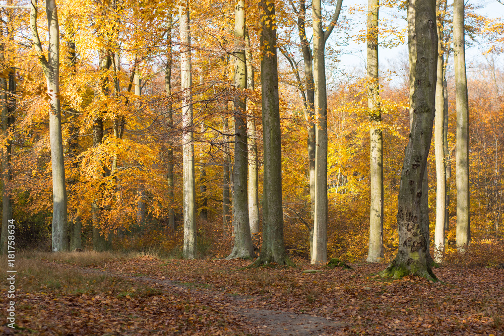 Fototapeta premium Colourful autumn forest