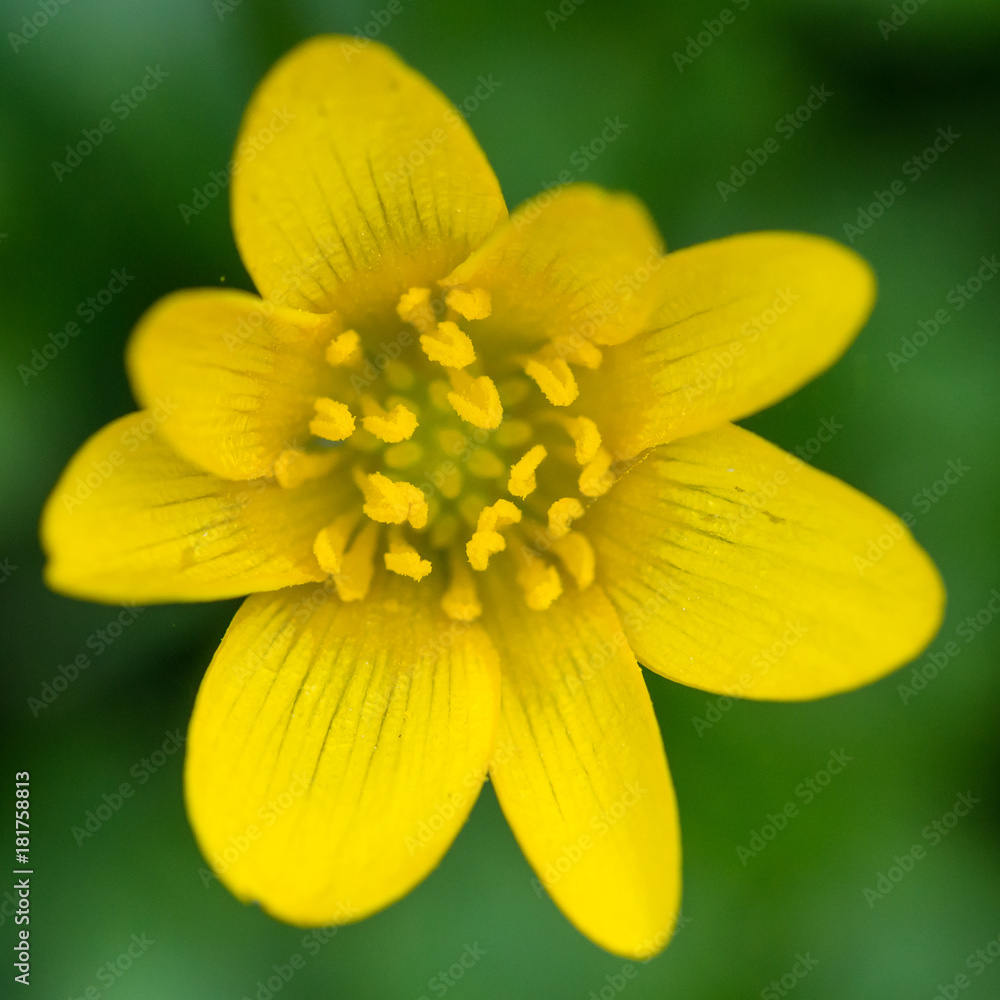 Fototapeta premium Lesser Celandine