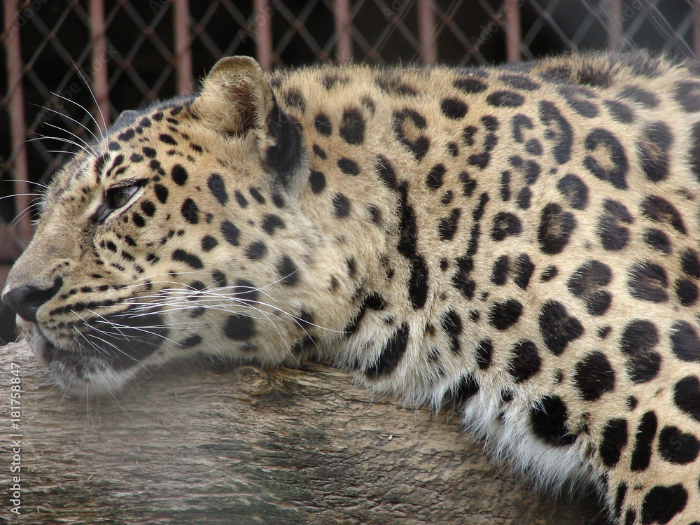 Fototapeta premium Leopard resting on a branch