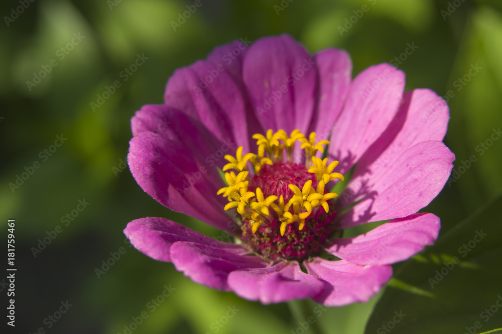 Obraz premium Pink flower zinnia