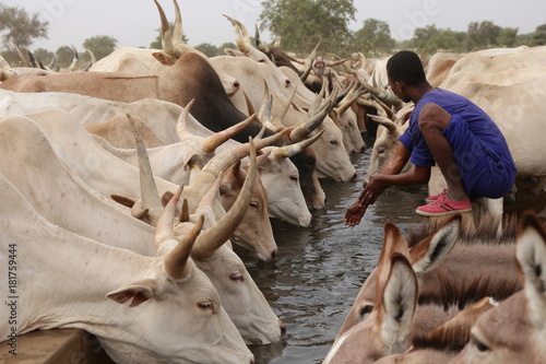 a cattle of thirsty cows drinking in north of senegal during the dry season photo