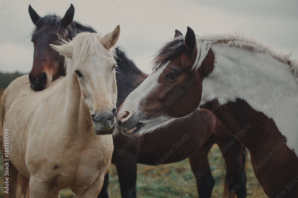 Fototapeta premium Autumn portrait of a pinto horse
