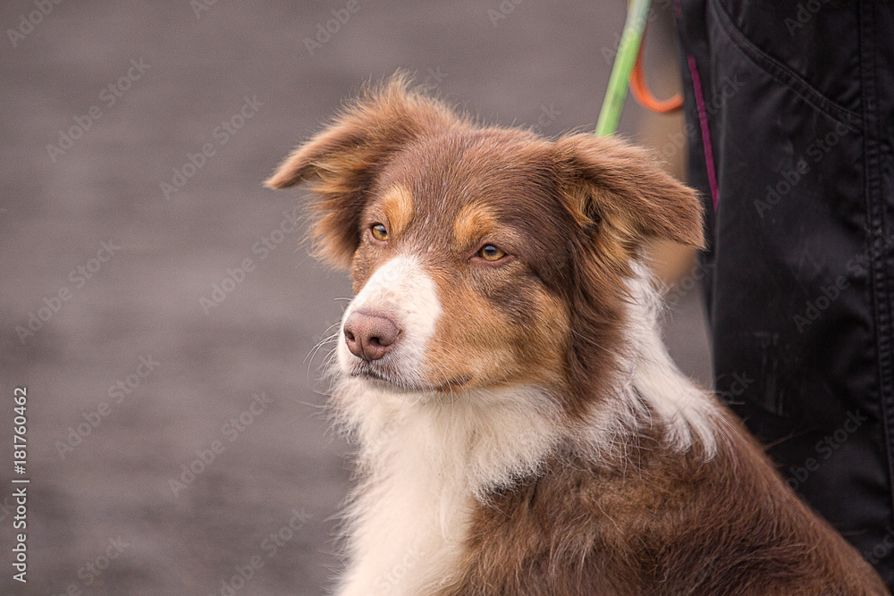 Border collie dog in obedience contest in belgium - chien border collie en concours d'obéissance en belgique