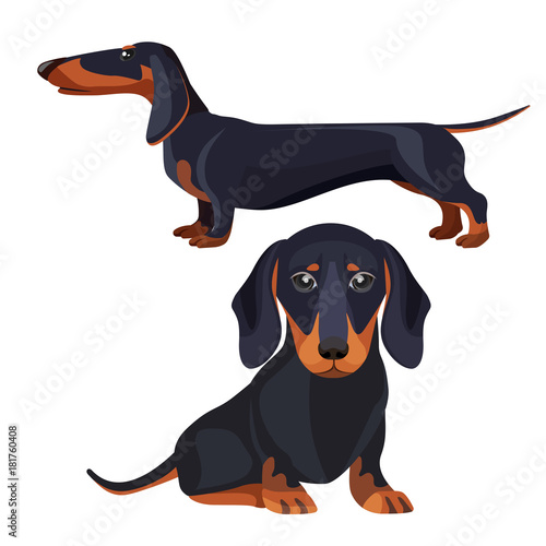 Dachshund dog with black fur in various positions