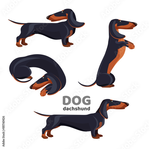 Dachshund dog with black fur in various positions