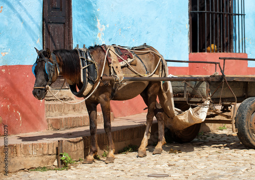 Slika na platnu Alone workhorse on a cobblestone street in Trinidad Cuba