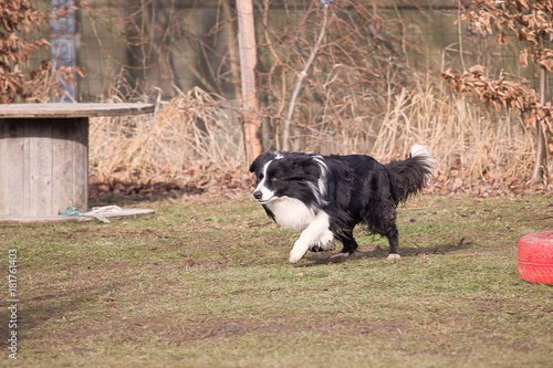 Fototapeta Naklejka Na Ścianę i Meble -  Border collie dog in obedience contest in belgium - chien border collie en concours d'obéissance en belgique