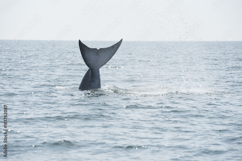 Fototapeta premium Bryde's whale, Whale in gulf of Thailand..