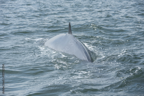 Bryde's whale, Whale in gulf of Thailand..