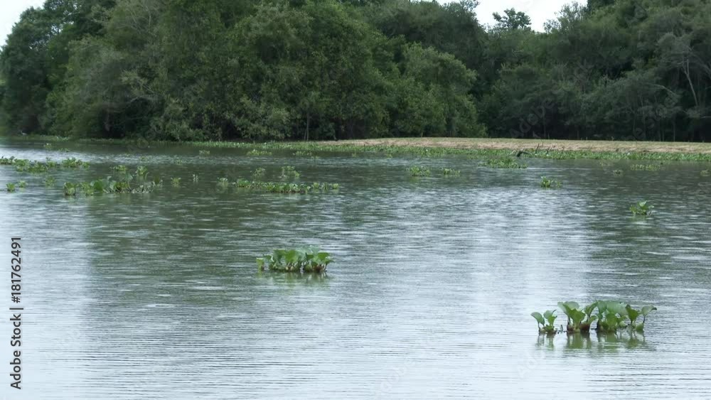 Pixaim River, Mato Grosso, Brazil,pan shot from boat Pixaim River, Mato Grosso, Brazil,pan shot from boat