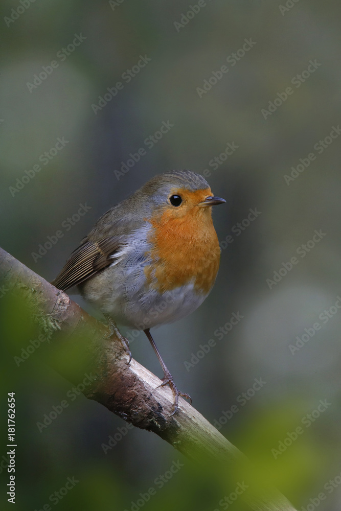 Rotkehlchen, Erithacus rubecula, sitzt auf Ast Rotkehlchen, Erithacus rubecula, sitzt auf Ast