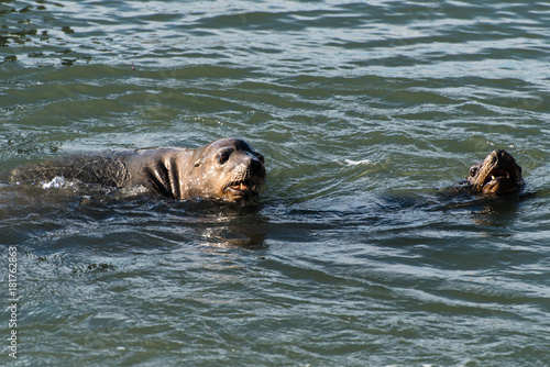 Seelöwen am Pier 39