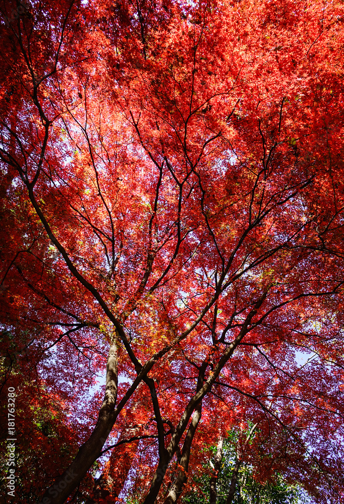 Autumn scenery in Tokyo, Japan