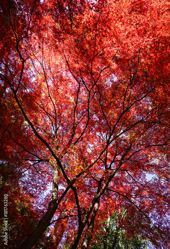 Autumn scenery in Tokyo, Japan