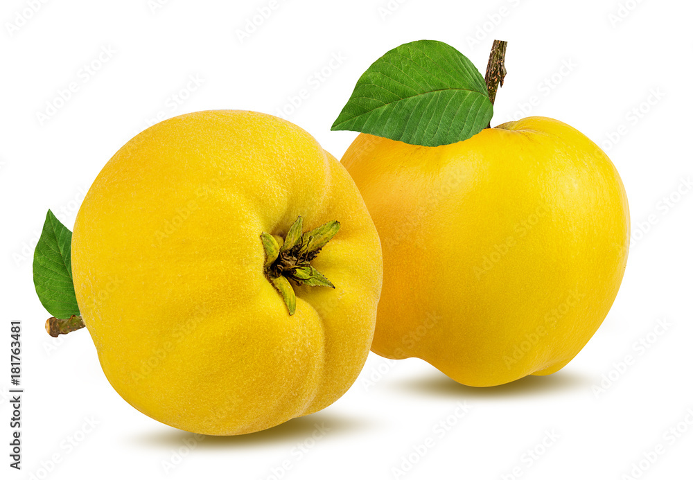 Two fresh quinces with leafs isolated on white background with clipping path Two fresh quinces with leafs isolated on white background with clipping path
